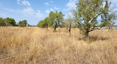 Terrain de 19 777 m² à Santa María del Camí (07320)