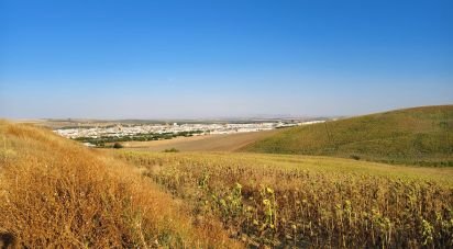 Terreno agricola de 77.497 m² en Écija (41400)