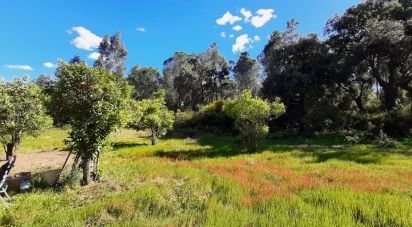 Terreny de 24.682 m² a Villablanca (21590)