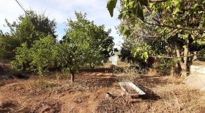 Farm land of 9,850 m² in Las Navas de Las Concepcion (41460)